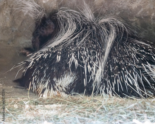 Close up of porcupine at zoo