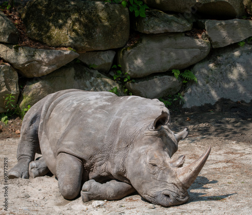 White Rhino laying down in sun.
