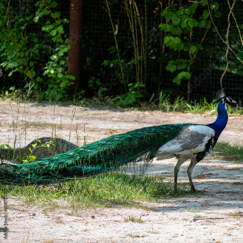 Colodrful peacock in green environment