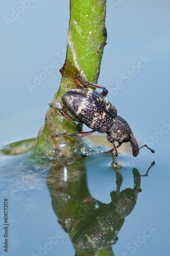 Bug portrait mirrored on water. Beetle looks to the surface of the pond and see image of himself. Hylobius abietis vermin insect from Czech republic captured in interesting position. Curculionidae photo