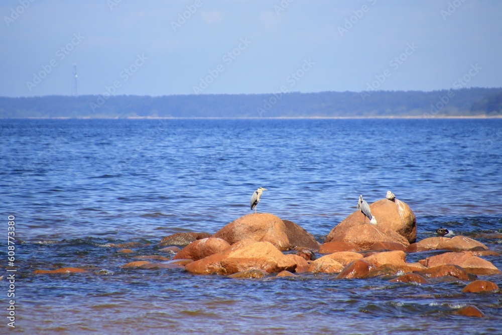 Fototapeta premium dog on the beach