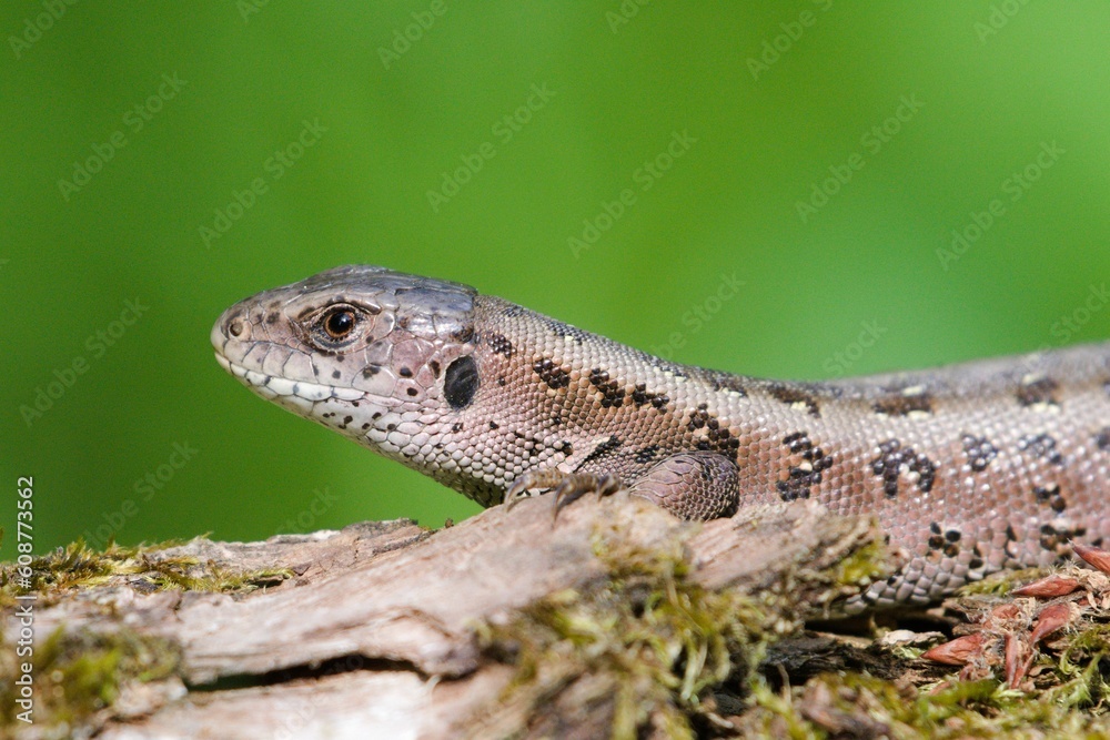 Lacerta agilis aka sand lizard female is resting just after feeding on sunny place near to Bečva river in springtime. Blured background. Most common reptile in Czech republic. Lacerta agilis aka sand lizard female is resting just after feeding on sunny place near to Bečva river in springtime. Blured background. Most common reptile in Czech republic.