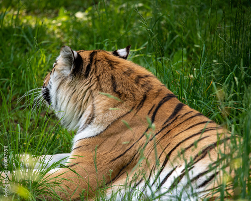 Tiger at rest in green field