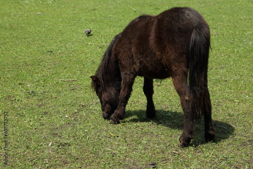 brown pony grazing in a field