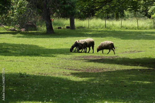 Sheeps on the farm