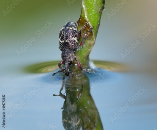 Bug portrait mirrored on water. Beetle looks to the surface of the pond and see image of himself. Hylobius abietis vermin insect from Czech republic captured in interesting position. Curculionidae photo