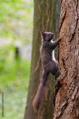 Sciurus vulgaris cute european squirrel (black form) is climbing on the tree in the forrest in Czech republic. Blurred background. Stretched tail.