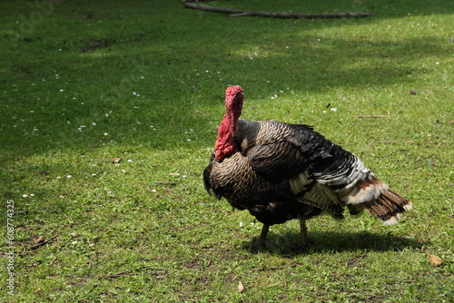 Turkey on the meadow at the farm