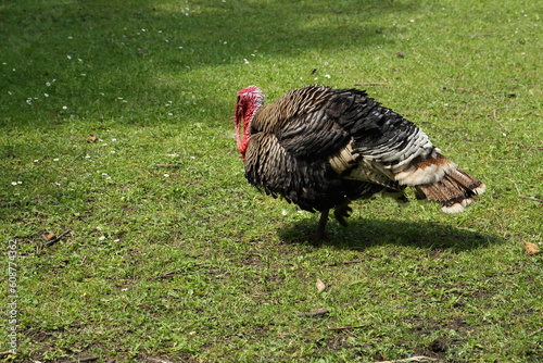 Turkey on the meadow at the farm