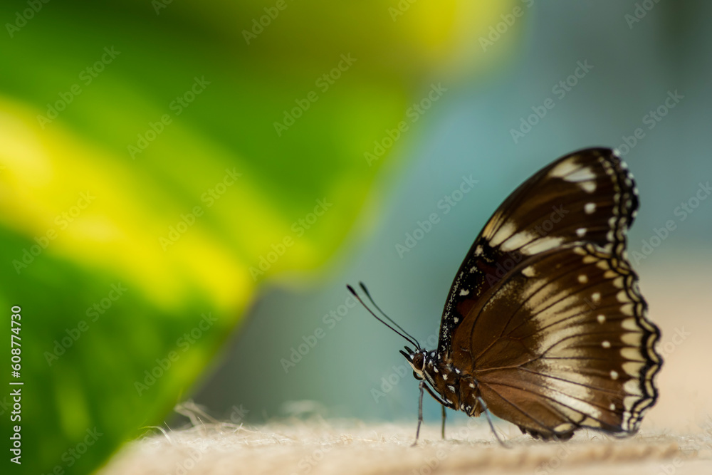 Obraz premium butterfly on a green leaf