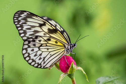 butterfly on flower