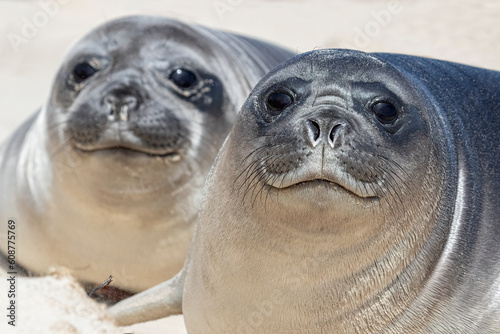 Southern Elephant Seal weener pups photo