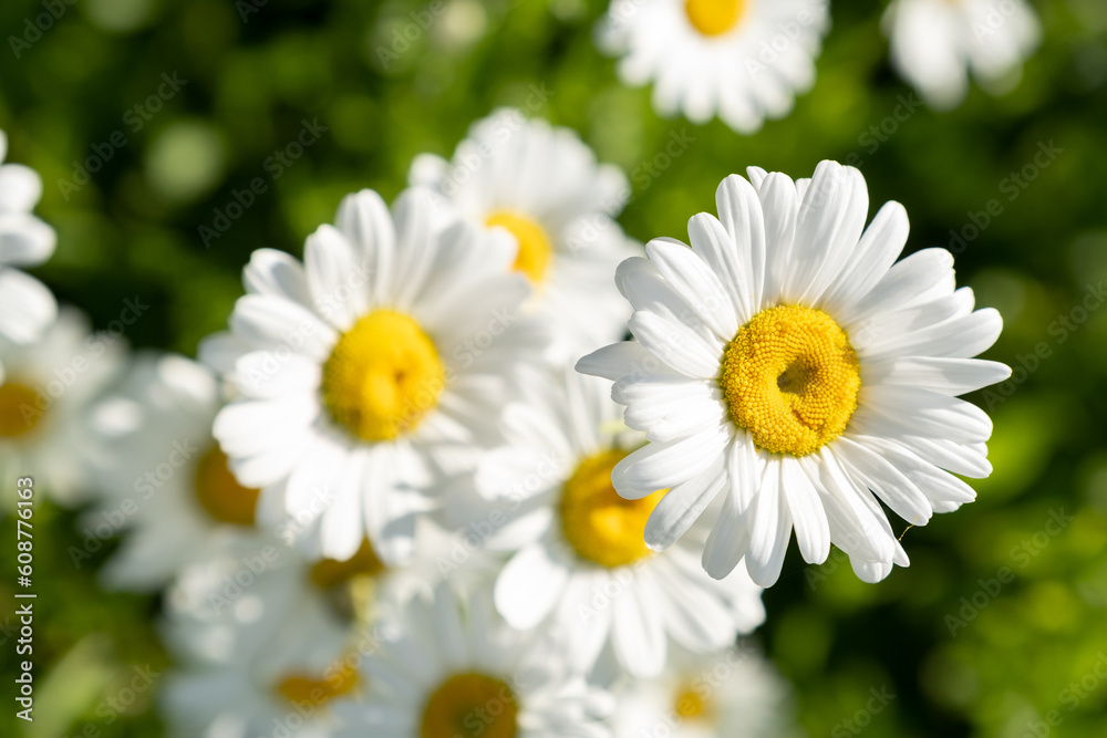 White Daisies In The Green Grass With Sunny Sunshine. Top View White Daisies In The Green Grass With Sunny Sunshine. Top View