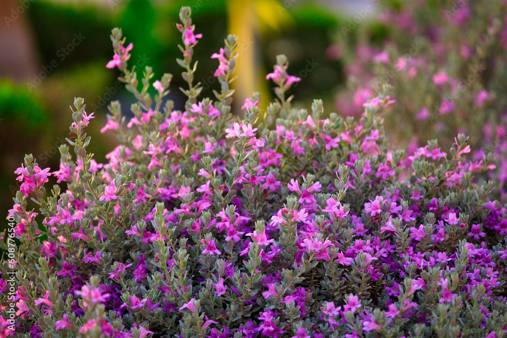 Tropical purple flowers in Marsa Alam, Egypt Tropical purple flowers in Marsa Alam, Egypt