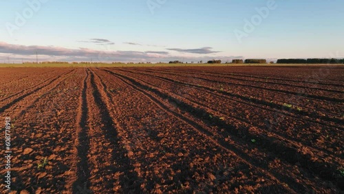 Wallpaper Mural Agricultural field in summer. Aerial view	
 Torontodigital.ca