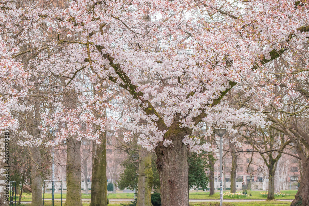 Beautiful sakura blooming pink springtime trees. wonderful cherry trees field fresh green grass in park natural background spring at the europe.month of April beginning of summer flower travel period.