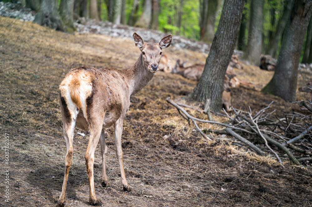 Detail of a female deer in the forest Detail of a female deer in the forest