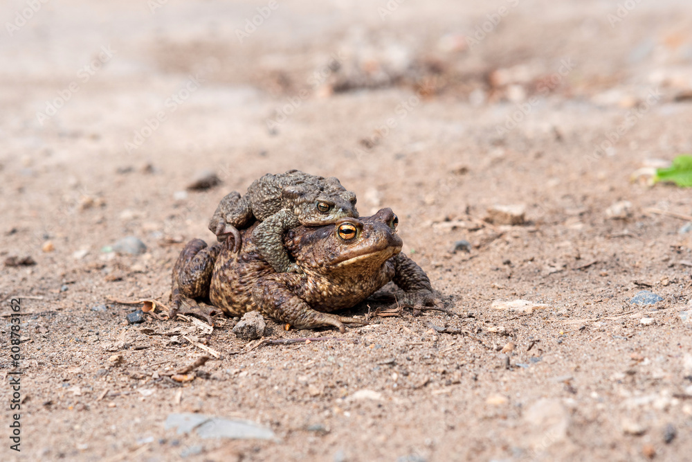 pair of common toads in amplexus on the sandy shore of a pond