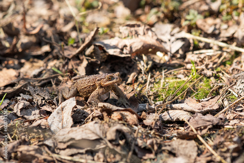 common toad after hibernation among dry foliage