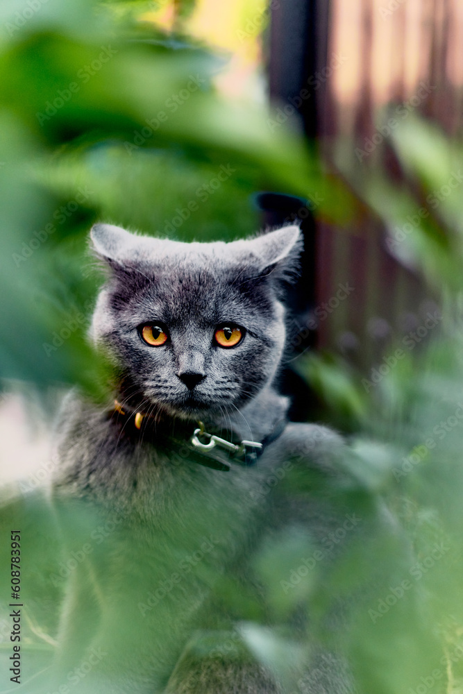 a beautiful British cat