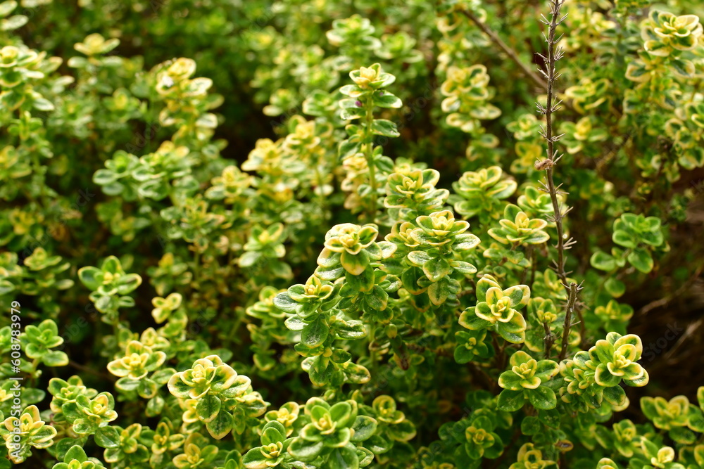Thyme Herbs urban gardening natural aromatic green