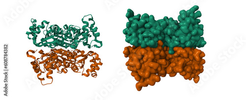 Human nucleoside diphosphate kinase 4. 3d cartoon and Gaussian surface models, chain id color scheme, PDB 1ehw photo
