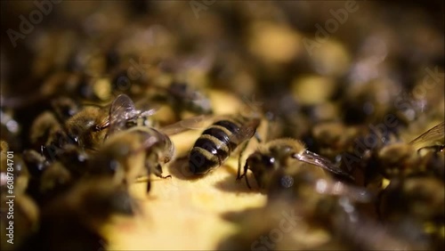 Honigbiene in Nahansicht, close up im Bienenstock	
