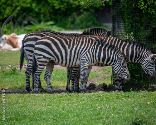 Zoo animals