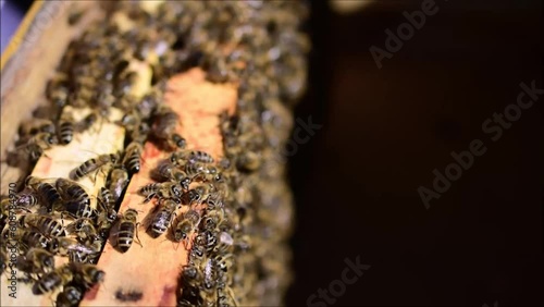 Bienenwaben mit vielen Bienen im Frühling im Bienenstock	
