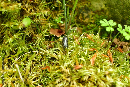 woodlouse on green moss clodeup natural forest texture background photo