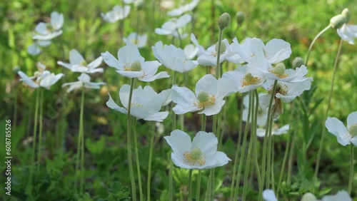 Snowdrop anemone (Anemonoides sylvestris) plant also known as windmill snowdrop growing in a meadow in spring.