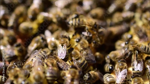 Bienen in Nahaufnahme im Bienestock, dichte Bienenpopulation	
