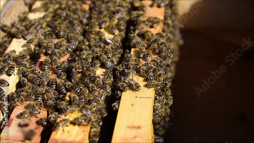 Bienenwaben mit vielen Bienen im Frühling im Bienenstock