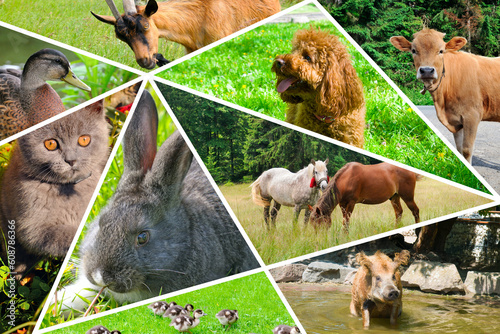 Принти на полотні collage of portraits of domestic animals.
