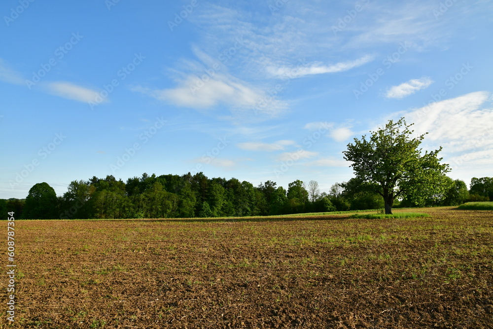 Tree on Meadow in Franken germany sunny day green Blue sky