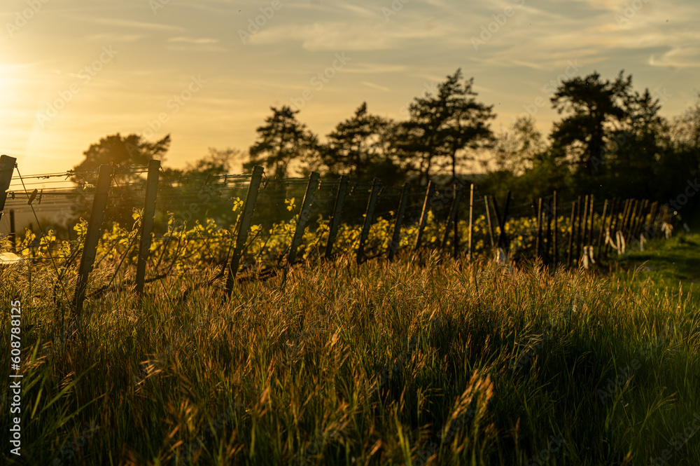 nature vignoble champagne printemps nature vignoble champagne printemps