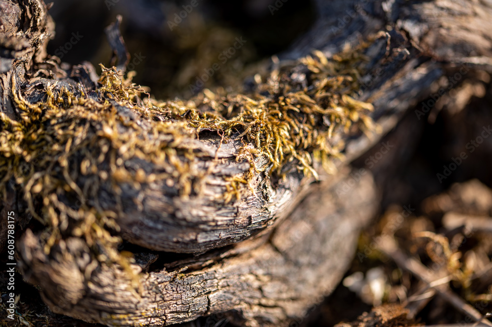 Fototapeta premium nature vignoble champagne printemps