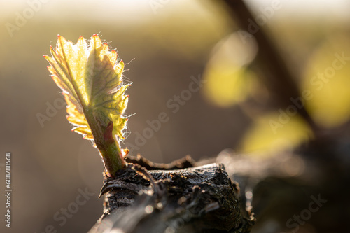 Fotografía nature vignoble champagne printemps