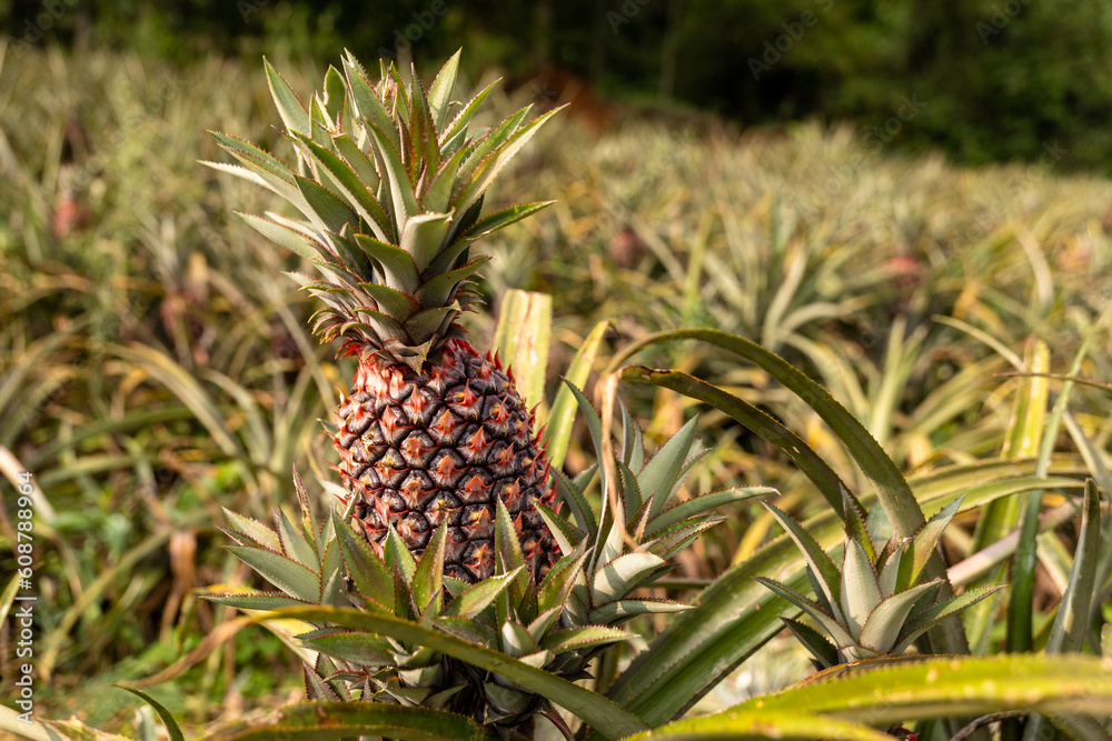 Beautiful Pineapple Farmland - stock image Beautiful Pineapple Farmland - stock image