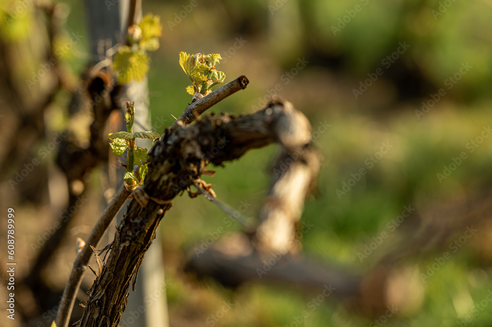 nature vignes vignerons champagne printemps nature vignes vignerons champagne printemps