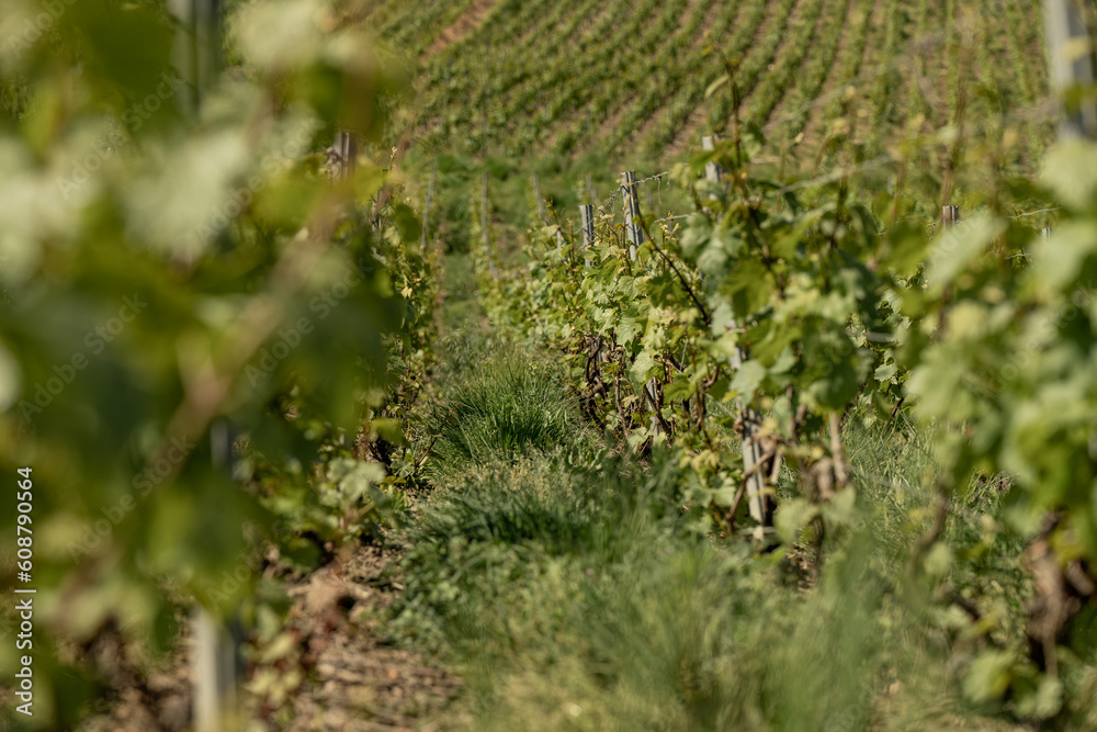 nature vignes vignerons champagne printemps nature vignes vignerons champagne printemps