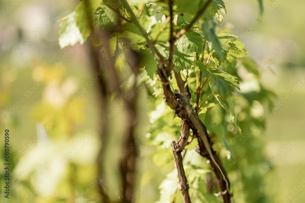 nature vignes vignerons champagne printemps nature vignes vignerons champagne printemps