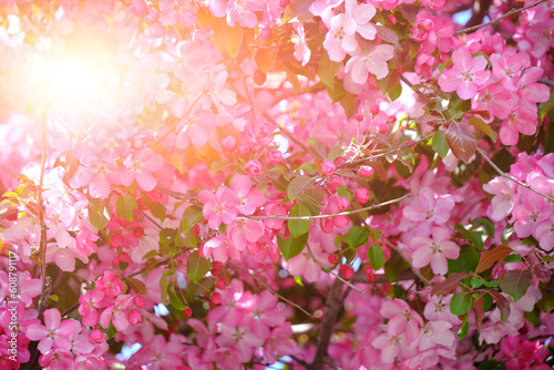 Japanese apple tree blooming with pink flowers.Bright floral background.