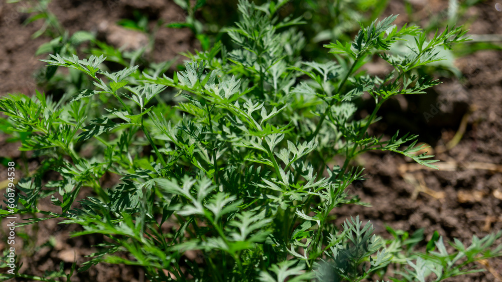 Parsley leaves close-up. Parsley in the sunlight. Parsley leaves in sunlight Parsley leaves close-up. Parsley in the sunlight. Parsley leaves in sunlight