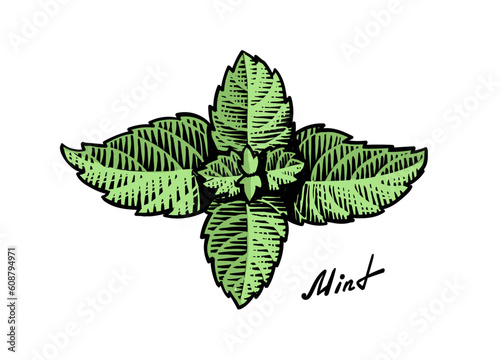 Ink sketch of mint branch. Mint leaves engraving green color. Hand drawn vector illustration.