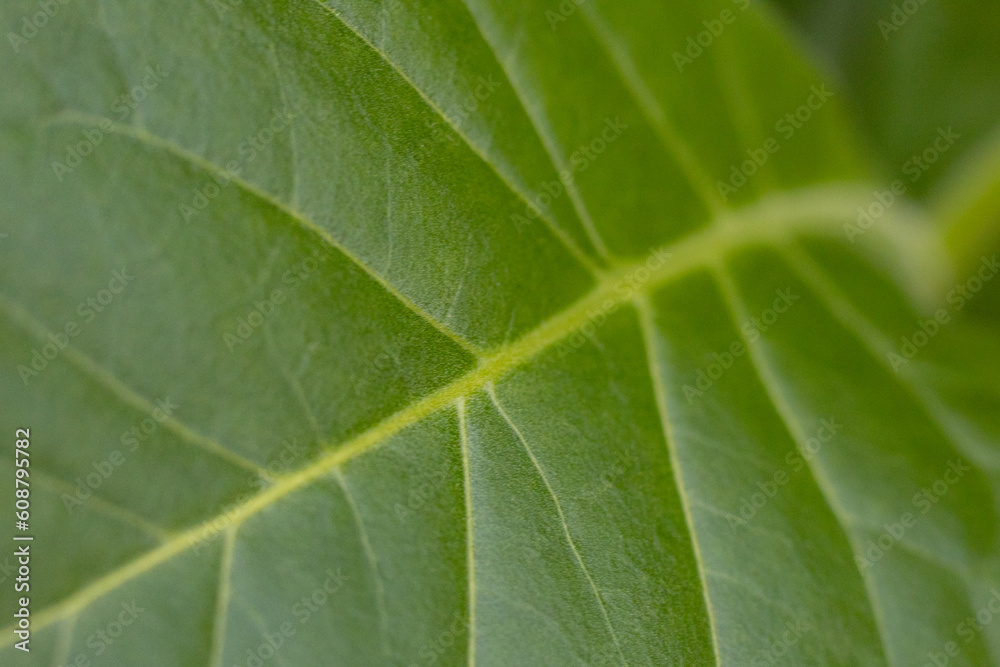 Tobacco plantation with lush green leaves. Super macro close-up of fresh tobacco leaves. Soft selective focus. Artificially created grain for the picture Tobacco plantation with lush green leaves. Super macro close-up of fresh tobacco leaves. Soft selective focus. Artificially created grain for the picture