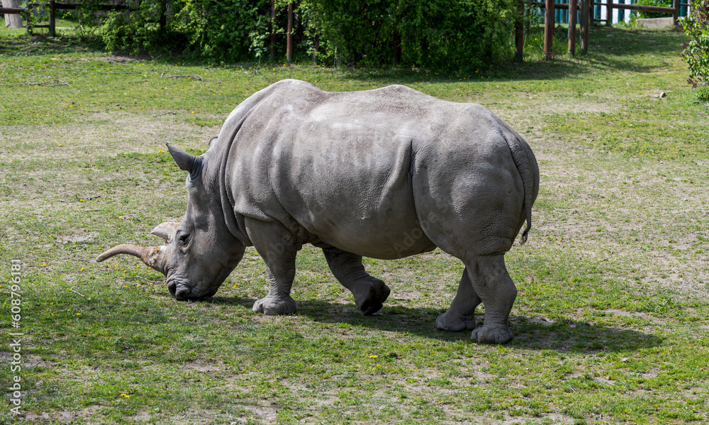 Naklejka premium Southern white rhinoceros walks in the meadow