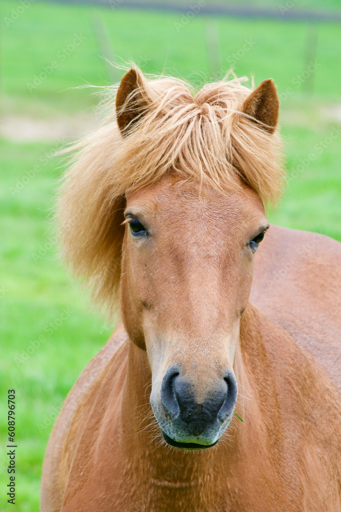 Fototapeta premium A horse in a field in Iceland.