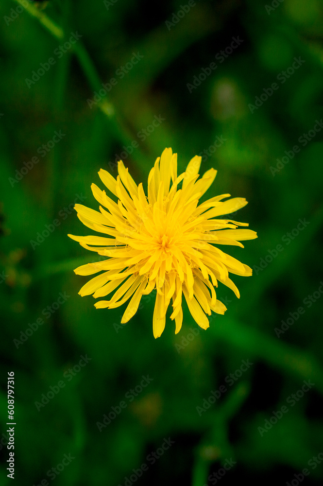 Yellow flower with green background Yellow flower with green background