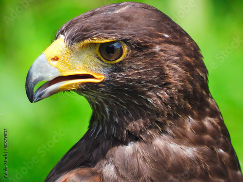 Harris's Hawk Close Up With Intense Eye and Beak Slightly Open